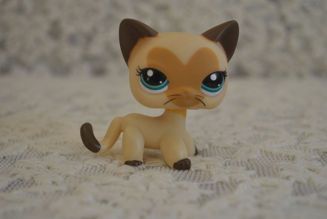 Lps shorthair cat store 3573