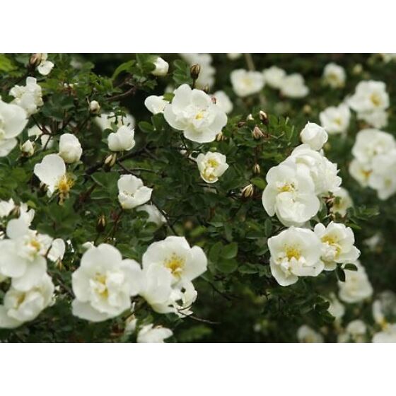 Белый шиповник. Белый шиповник сорта. Белый шиповник сорта. Шиповник майский белый. Белый шиповник сорта.