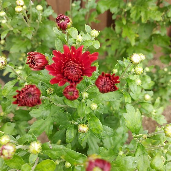 Veinipunane krüsanteem/püsik (213871205) - Osta.ee