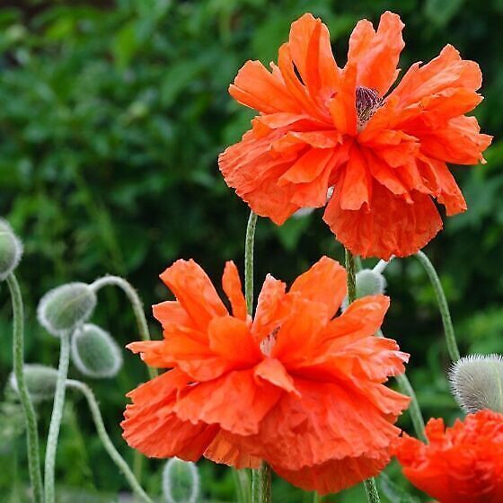 MOON_püsik_5 taime (211078698) - Osta.ee