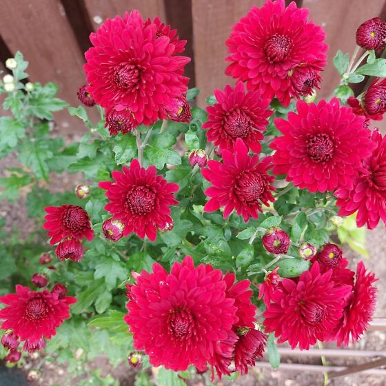 Krüsanteem/püsik/kõrge/vana sort (201139823) - Osta.ee