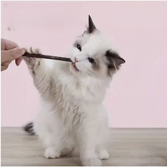 Närimispulgad kassidele 15 tk 224963209  Osta ee 