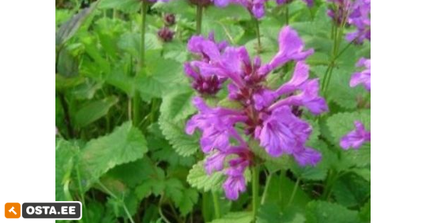 Tõnnike-püsik (215029343) - Osta.ee