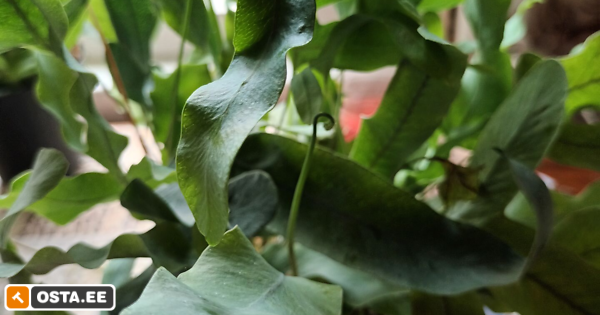 Sõnajalg (202071989) - Osta.ee