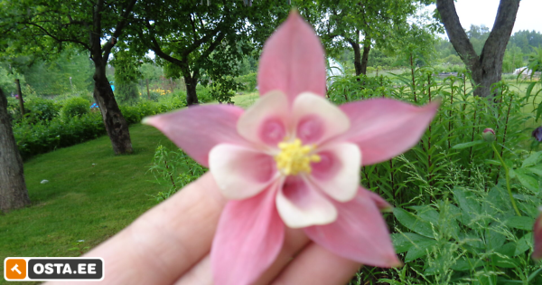 kurekell, püsik (179200909) - Osta.ee