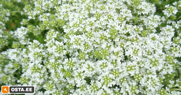 kiviktaimlasse, püsik (214248908) - Osta.ee