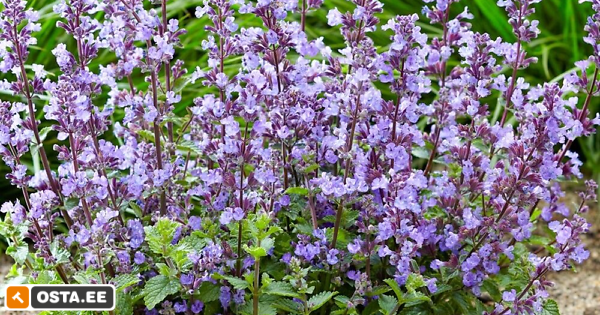 Naistenõges/madal/püsik (218546333) - Osta.ee