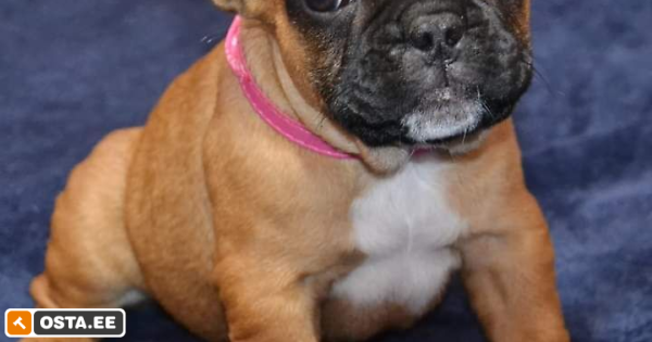 Emane prantsuse buldog (203583341) - Osta.ee