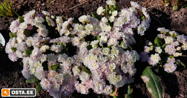 Primula belarina Pink Ice (194561579) - Osta.ee
