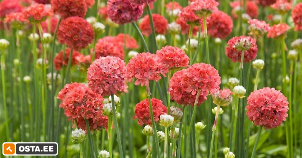 Armeeria ,,Ballerina red,, püsik (214006629) - Osta.ee