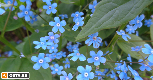 brunnera, püsik (179197352) - Osta.ee