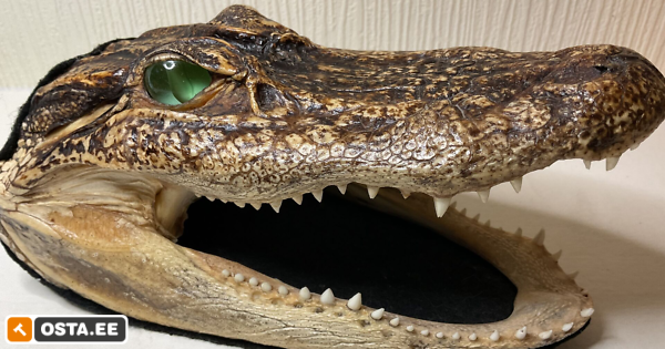 Alligator head (240706328) - Osta.ee
