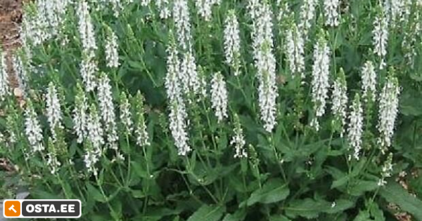 Valge salvei/ püsik (212082443) - Osta.ee